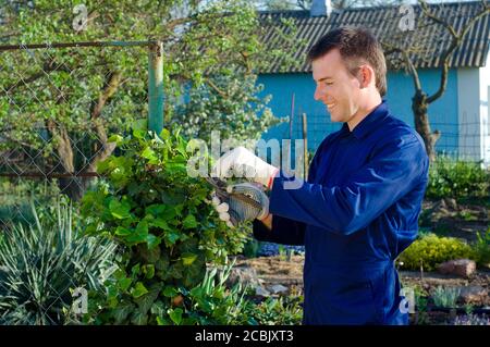 Junger Mann, der Efeu beschnitten hat Stockfoto