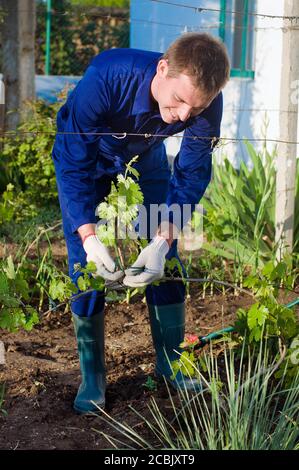 Männlicher Bauer, der Traubenzweige bindet Stockfoto