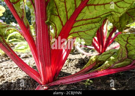 Schweizer mangold Gemüsegarten mangold rote Blattstiele Stockfoto