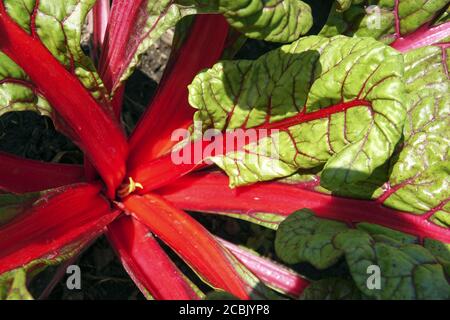 Schweizer Mangold Gemüsegarten Stockfoto