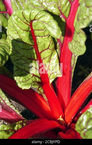 Schweizer Mangold wächst im Gemüsegarten mangold rote Blattstiel Stockfoto