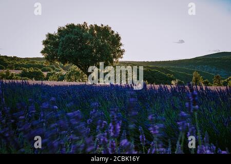 Ardeche Lavendelfelder im Süden Frankreichs bei Sonnenuntergang, Lavendelfelder in Ardeche im Südosten Frankreichs Stockfoto