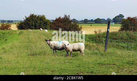 Schafe auf dem Ribble Way öffentlichen Fußweg auf einer See Verteidigung Bank neben Longton Marsh, die an der Küste von Nordwestengland liegt. Stockfoto