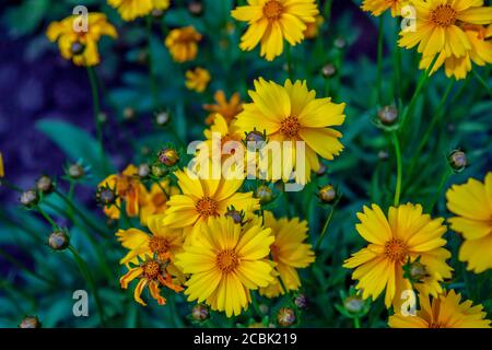 Schöne blühende leuchtend gelbe Coreopsis pubescens, genannt Sternkitzelblüten, wächst im Garten Stockfoto