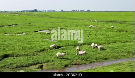 Schafe weiden auf Longton Marsh, die an der Küste von Nordwestengland liegt. Die Sumpf Gezeiten aus der Irischen See, sondern wird immer noch verwendet, um Schafe weiden. Stockfoto