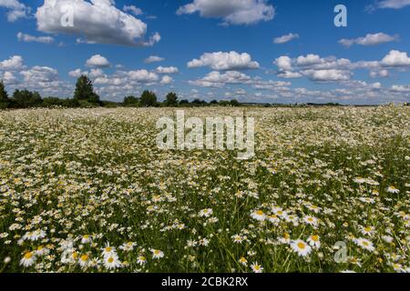Weiße bloming Kamille auf blauem Himmel Hintergrund Stockfoto