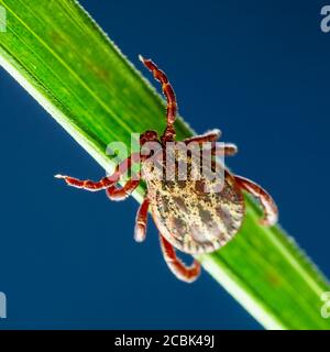 Enzephalitis Virus oder Lyme-borreliose Krankheit oder Affe Fieber Infektionskrankheiten Dermacentor Zecke Arachnid Parasit Insekt auf grünem Gras Makro Stockfoto