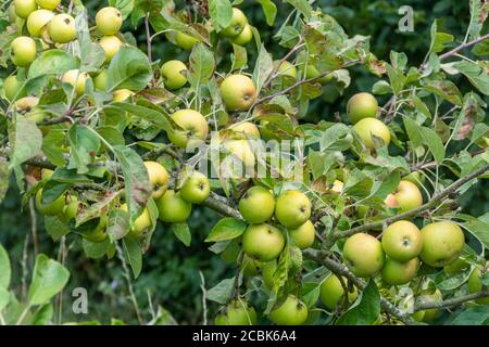 Äpfel wachsen auf einem Apfelbaum in einem Obstgarten im Sommer oder August, Surrey, Großbritannien. Apfelsorte Albury Park Nonsuch, Synonym Forfar Pippin Stockfoto
