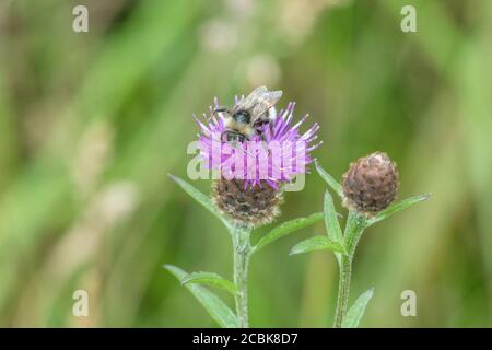 Weißschwanzbumblebee auf der Nahrungssuche auf Blume in Großbritannien. Kann Bombus lucorum oder Bombus hortorum sein, oder sogar Buff-tailed Bombus terrestris. Für Bestäuber. Stockfoto