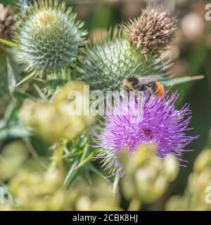 Rotschwanzbumblebee auf der Nahrungssuche auf sonnenbeschienenen Blumen in Großbritannien. Kann Bombus lapidarius sein. Für Bestäuber. Insects UK. Stockfoto