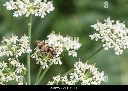 Nahaufnahme von Buff farbige Schwebefliege Art von Insekt auf Blumen von Hogweed / Heracleum sphondylium Nahrungssuche. Möglicherweise Cheilosia illustrati. Stockfoto