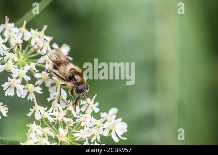 Nahaufnahme von Buff farbige Schwebefliege Art von Insekt auf Blumen von Hogweed / Heracleum sphondylium Nahrungssuche. Möglicherweise Cheilosia illustrati. Stockfoto