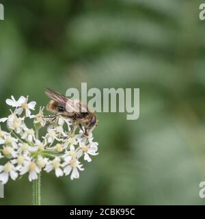 Nahaufnahme von Buff farbige Schwebefliege Art von Insekt auf Blumen von Hogweed / Heracleum sphondylium Nahrungssuche. Möglicherweise Cheilosia illustrati. Stockfoto