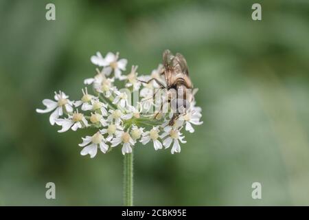 Nahaufnahme von Buff farbige Schwebefliege Art von Insekt auf Blumen von Hogweed / Heracleum sphondylium Nahrungssuche. Möglicherweise Cheilosia illustrati. Stockfoto