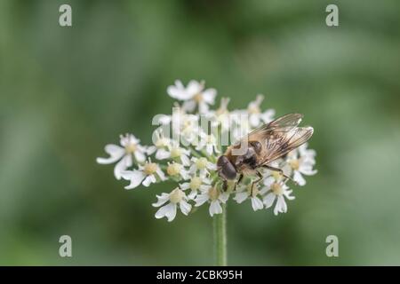 Nahaufnahme von Buff farbige Schwebefliege Art von Insekt auf Blumen von Hogweed / Heracleum sphondylium Nahrungssuche. Möglicherweise Cheilosia illustrati. Stockfoto