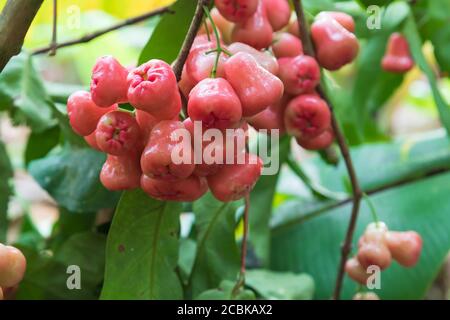 Eine Gruppe von rosa Wachs Äpfeln hängen an einem Baum Stockfoto