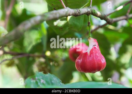 Eine schwarze Ameise, die aus einer gebissenen Wachsapfelfrucht mit freiliegendem weißen Fleisch isst. Stockfoto