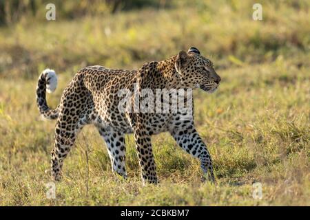 Alter Leopard, der am warmen Nachmittag auf grünem Gras läuft Licht im Khwai Okavango Delta Botswana Stockfoto