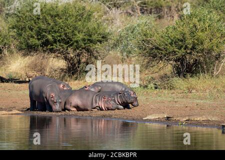 Sechs junge Flusspferde, die am Rand des Wassers nahe klein ruhen Krokodile im Kruger Park Südafrika Stockfoto