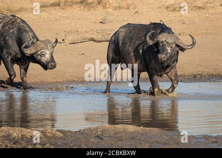 Zwei Büffelbullen, die in schlammiges Dammwasser mit großen wandern Bosse in der Trockenzeit im Kruger Park Südafrika Stockfoto