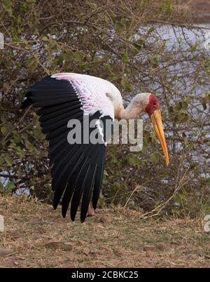 Gelber Storch, der neben einem See steht und sich ausdehnt Flügel geöffnet Stockfoto