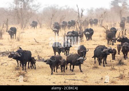 Buffalo Familie zu Fuß in Richtung Wasserloch in der Trockenzeit in Kruger Park Südafrika Stockfoto