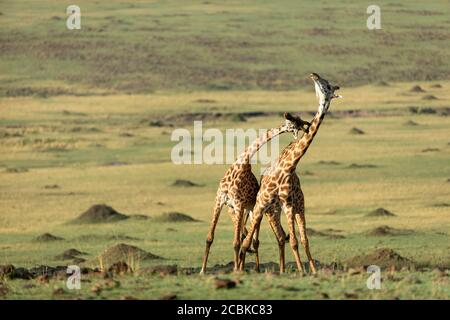 Zwei Erwachsene männliche Giraffen kämpfen in den weiten Ebenen Von Masai Mara Kenia Stockfoto