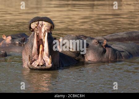 Rute von Flusspferden, die im Wasser mit einem Flusspferd ruht Ein großes Gähnen im Kruger Park Südafrika Stockfoto