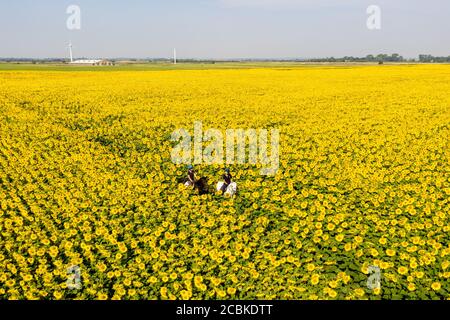 Bild vom 12. August zeigt Joanna Golland auf ihrem Pferd Flo (grau) und ihre Tochter Sophie auf ihrem Pferd Bella beim Reiten auf der UKÕs größten Sonnenblumenfarm bei Spalding, Lincs. Es sieht aus wie eine Szene aus Südfrankreich, aber diese spektakuläre Ernte von Sonnenblumen blüht im Herzen Großbritanniens. Die GRÖSSTE Sonnenblumenfarm zeigt sich auf einer herrlichen BritainÕs, während die Hitzewelle heute im ganzen Land weitergeht (Mi). Auf der Vine House Farm in Deeping St Nicholas, Lincolnshire, gibt es mehr als 100 Hektar Sonnenblumen, eine der nördlichsten kommerziellen Sonnenblumenfarmen in Th Stockfoto