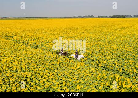 Bild vom 12. August zeigt Joanna Golland auf ihrem Pferd Flo (grau) und ihre Tochter Sophie auf ihrem Pferd Bella beim Reiten auf der UKÕs größten Sonnenblumenfarm bei Spalding, Lincs. Es sieht aus wie eine Szene aus Südfrankreich, aber diese spektakuläre Ernte von Sonnenblumen blüht im Herzen Großbritanniens. Die GRÖSSTE Sonnenblumenfarm zeigt sich auf einer herrlichen BritainÕs, während die Hitzewelle heute im ganzen Land weitergeht (Mi). Auf der Vine House Farm in Deeping St Nicholas, Lincolnshire, gibt es mehr als 100 Hektar Sonnenblumen, eine der nördlichsten kommerziellen Sonnenblumenfarmen in Th Stockfoto