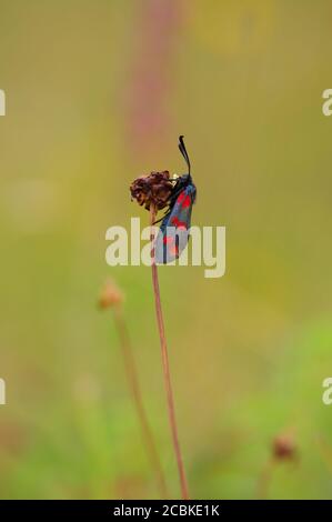 Nahaufnahme einer Burnett-Motte mit sechs Flecken, die auf einer Pflanze mit unscharfem Hintergrund im Bishop Middleham Nature Reserve, County Durham, England, UK, ruht Stockfoto