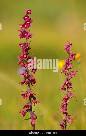 Nahaufnahme von zwei dunkelroten Helleborinpflanzen in einem Naturschutzgebiet in der Grafschaft Durham, England, Großbritannien. Stockfoto