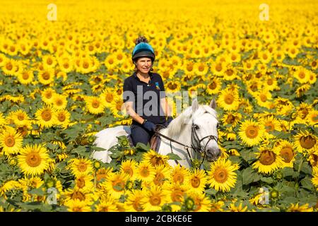 Bild vom 12. August zeigt Joanna Golland auf ihrem Pferd Flo auf der größten Sonnenblumenfarm in UKÕs bei Spalding, Lincs. Es sieht aus wie eine Szene aus Südfrankreich, aber diese spektakuläre Ernte von Sonnenblumen blüht im Herzen Großbritanniens. Die GRÖSSTE Sonnenblumenfarm zeigt sich auf einer herrlichen BritainÕs, während die Hitzewelle heute im ganzen Land weitergeht (Mi). Auf der Vine House Farm in Deeping St Nicholas, Lincolnshire, gibt es mehr als 100 Hektar Sonnenblumen, eine der nördlichsten kommerziellen Sonnenblumenfarmen der Welt. Aber die atemberaubenden Sonnenblumen werden nicht p sein Stockfoto