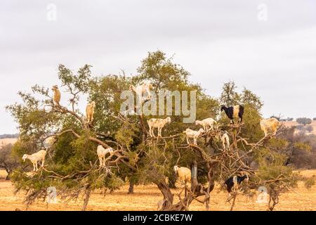 Ziegen klettern eine arganöl Baum für essen seine Früchte im südlichen Marokko Stockfoto
