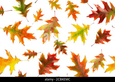 Nahtloses Muster aus Herbsteiche Blätter isoliert auf weißem Hintergrund. Helle, bunte Eichenblätter Stockfoto