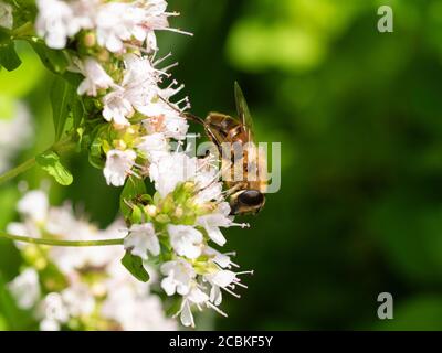 Weibliche UK Hoverfly, Eristalis pertinax, konische Drohnenfliege, Fütterung von Blumen von süßen Majoran, Eristalis pertinax, in einem Garten von Devon Stockfoto