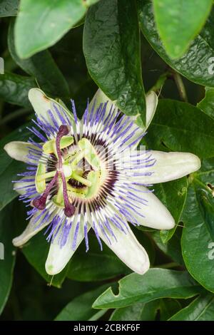 Filigrane blaue und weiße Blüte der winterharten Passionsblume, Passiflora caerulea Stockfoto