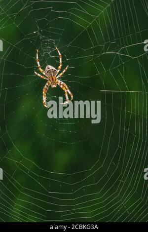 Europäische Gartenspinne, Diadem-Spinne, Orangie, Kreuzspinne oder gekrönter Orbis Weaver in seinem Netz gegen grünen Hintergrund Stockfoto