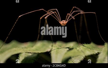 Makro der Opilione Spinne aka Erntemaschine, Erntemaschine oder Papa Longlegs Stockfoto