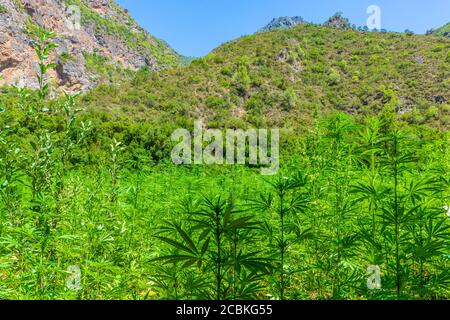 Große Plantage von Marihuana im Rif-gebirge. Dieser Bereich macht Marokko top Anbieter der Welt von Cannabis. Stockfoto