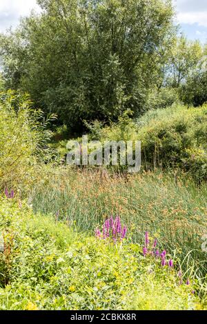 Üppiges Sommerwachstum im Coombe Hill Canal Nature Reserve, Gloucestershire, Großbritannien Stockfoto