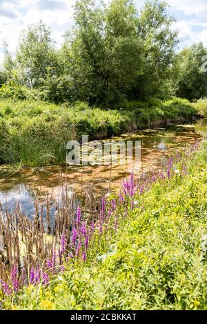 Üppiges Sommerwachstum im Coombe Hill Canal Nature Reserve, Gloucestershire, Großbritannien Stockfoto