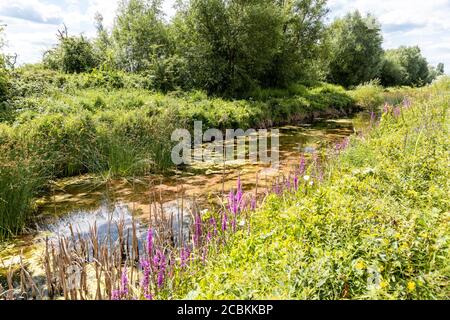 Üppiges Sommerwachstum im Coombe Hill Canal Nature Reserve, Gloucestershire, Großbritannien Stockfoto