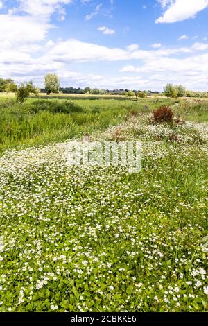 Eine schöne Ausstellung von Gänseblümchen im Coombe Hill Canal and Meadows Nature Reserve, Coombe Hill, Gloucestershire UK Stockfoto