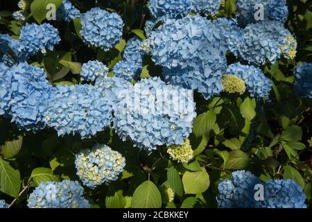 Sommer blühende Mop Head Blume der Hydrangea macrophylla 'Generale Vicomtesse de Vibraye' in einem Woodland Garden auf Marwood Hill In Rural Devon Stockfoto