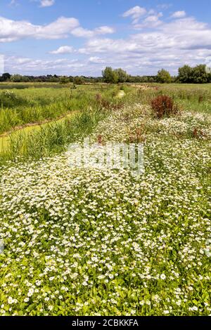 Eine schöne Ausstellung von Gänseblümchen im Coombe Hill Canal and Meadows Nature Reserve, Coombe Hill, Gloucestershire UK Stockfoto