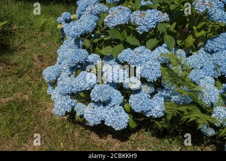 Sommer blühende Mop Head Blume der Hydrangea macrophylla 'Generale Vicomtesse de Vibraye' in einem Woodland Garden auf Marwood Hill In Rural Devon Stockfoto
