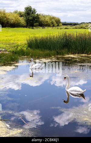 Ein Paar stumme Schwäne am Schnepfenpool am Coombe Hill Canal and Meadows Nature Reserve, Coombe Hill, Gloucestershire UK Stockfoto