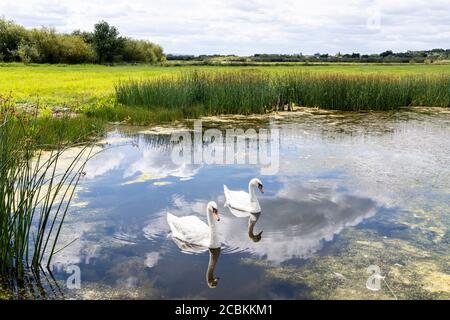 Ein Paar stumme Schwäne am Schnepfenpool am Coombe Hill Canal and Meadows Nature Reserve, Coombe Hill, Gloucestershire UK Stockfoto