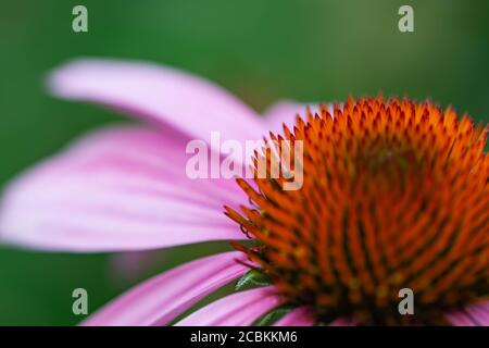 Echinacea Blumenkopf im Sommer Stockfoto